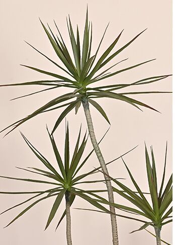 thiên niên kỷ sa mạc giả, cành cây giả, cành giả, cây giả