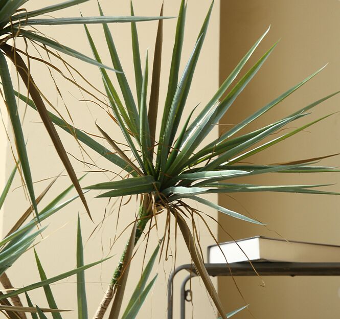 cây huyết giác giả, cành cây giả, cành giả, cây giả