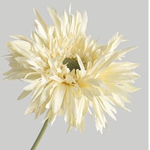 Hoa đồng tiền giả trang trí nhà cửa