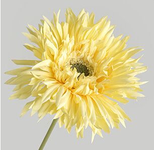 Hoa đồng tiền giả trang trí nhà cửa