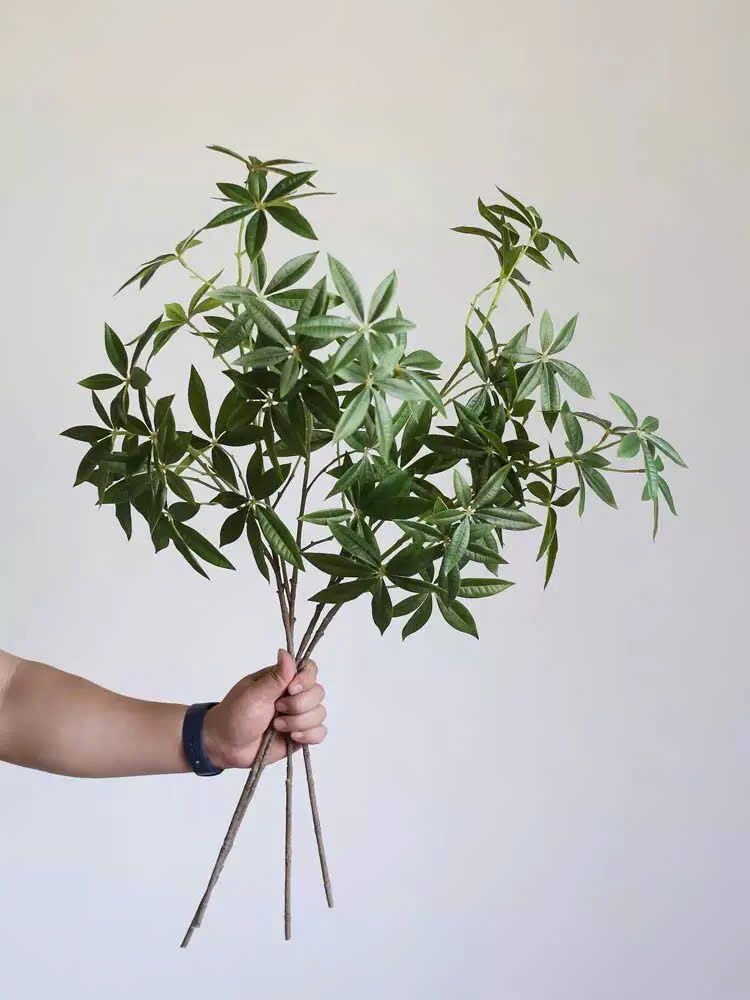 Cành kim ngân giả