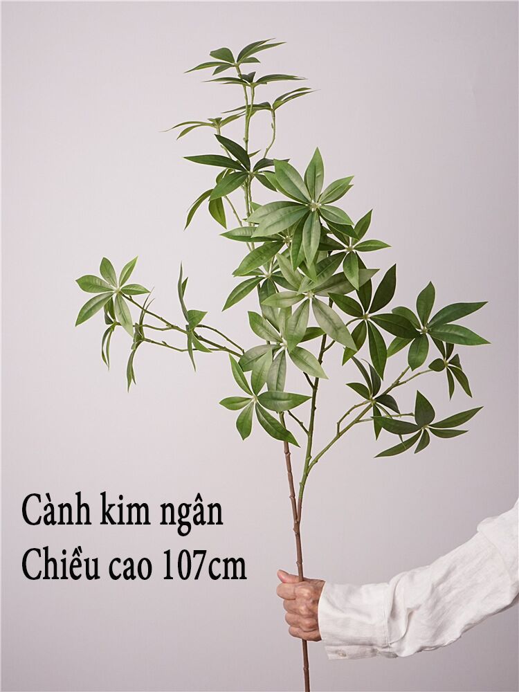 Cành kim ngân giả